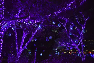 DSC_6996 (Large).JPG